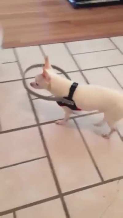 Blind Dog&rsquo;s Owner Made This