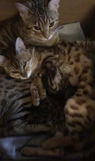 Dad and Mom making sure there&rsquo;s no jailbreak (Bengals)