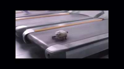 Deja Vu Turtle