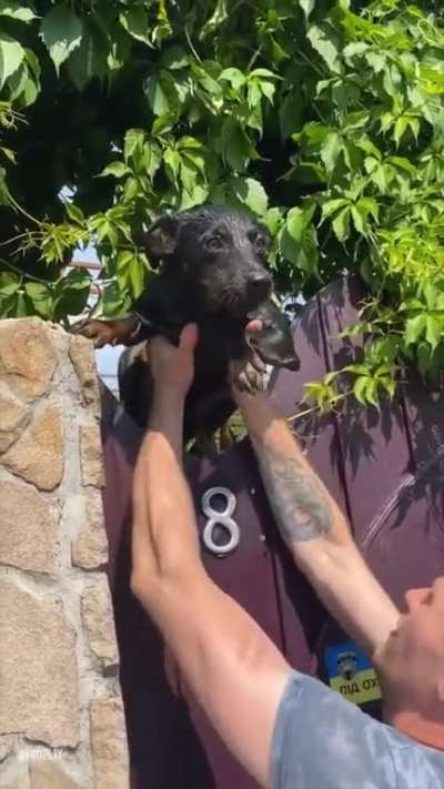 All in a volunteer&rsquo;s day&rsquo;s work, saving animals from the flood in Kherson, 06.06.23