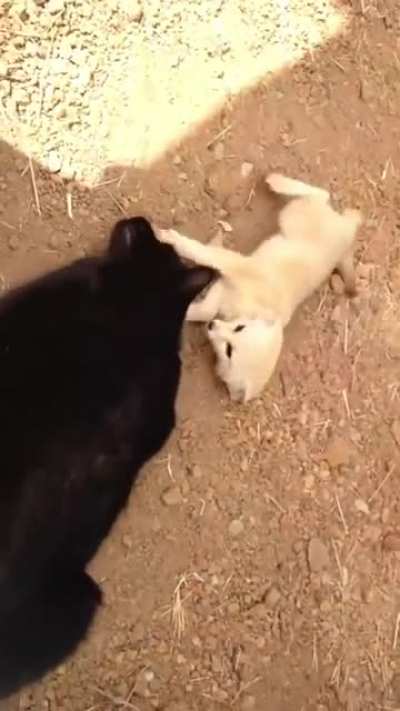 Все любят котиков