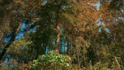 Monarch butterflies migrating