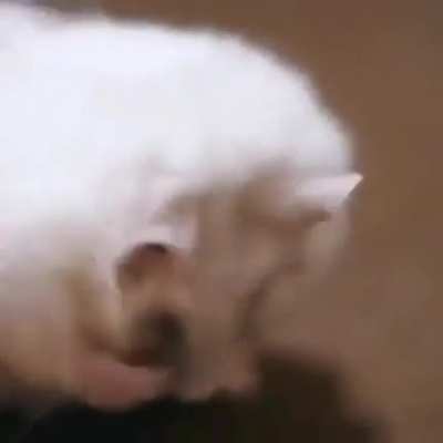 晶🐭一家亲
