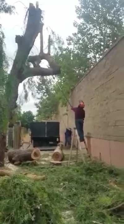 Tree cuts down gardener...