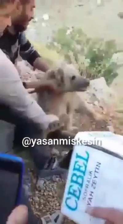 saving stuck bear