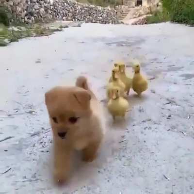 Ducklings and a puppy.. that's all