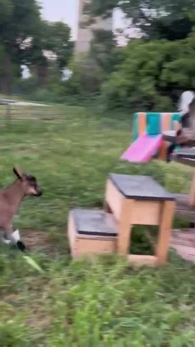 Goat down!