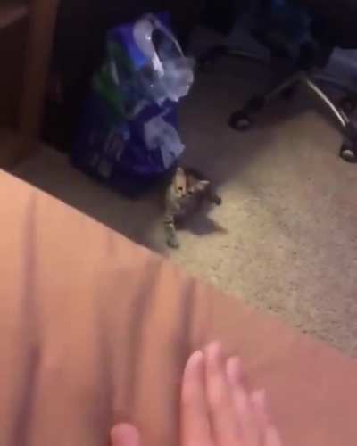 &ldquo;Her kitty!&rdquo; &ldquo;No, you come here.&rdquo;