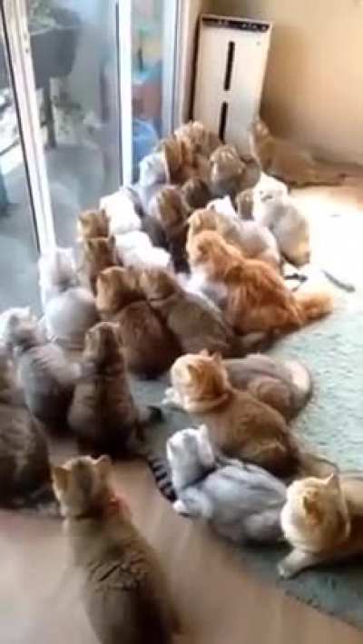 Birds Entertaining a Cat Captive Audience