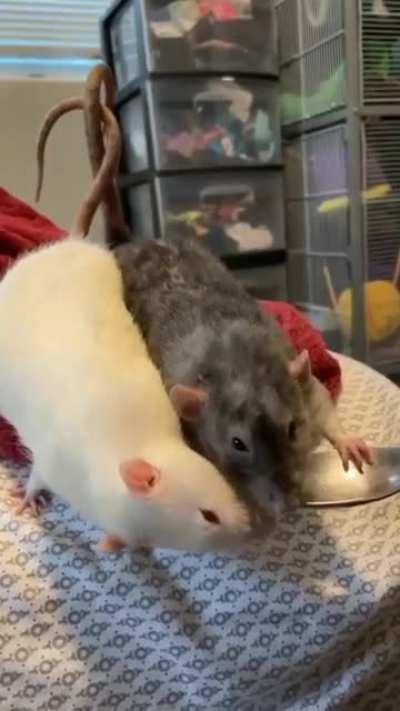 Twisted tails