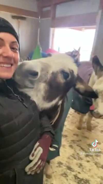 Donkey loves kisses