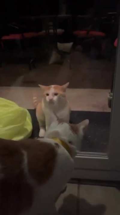 Our neighborhoods stray cat still doesn&rsquo;t understand glass doors