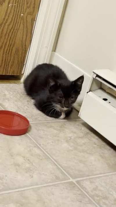 Trying to take care of this little stray kitten. Does anyone know why she&rsquo;s making this noise? Any advice is helpful