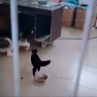 That cat is a bully