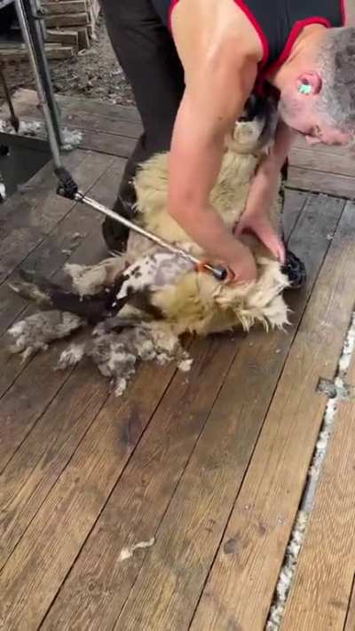 This gentleman&rsquo;s sheep shearing technique