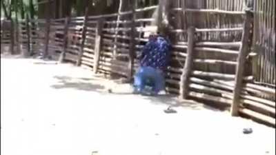 Enano pr&oacute;fugo del morande vs Gallo picao a xoro