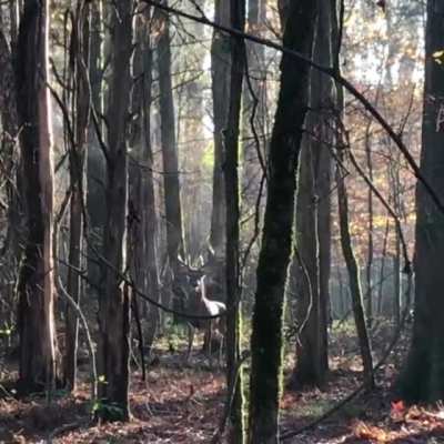 Hunter scared off a doe being pursued by this whitetail buck. Buck is pissed