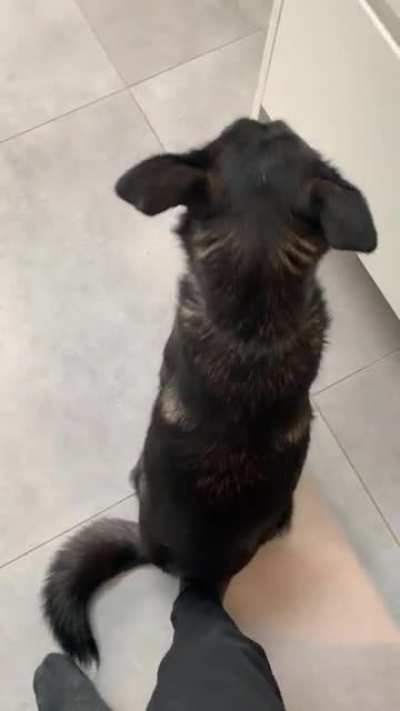 When doggo is so happy I&rsquo;m home she won&rsquo;t get off my foot 🙄😂