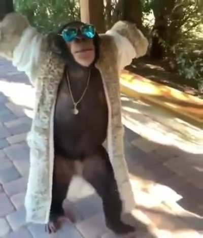 drip monke