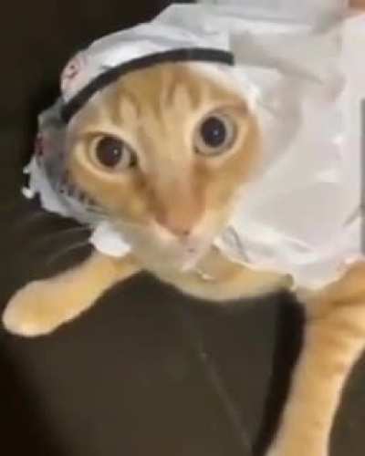 Allah cat