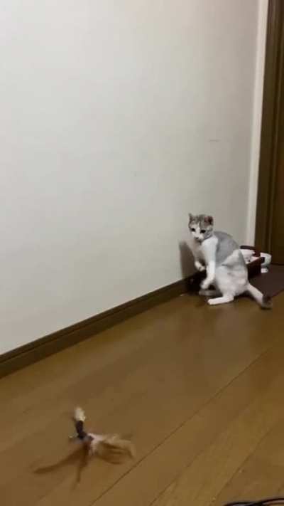 Котик едет на рыбалку...