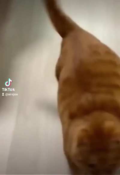 el gato