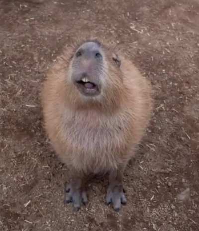 Day 48 of posting capybara videos to r/forsen