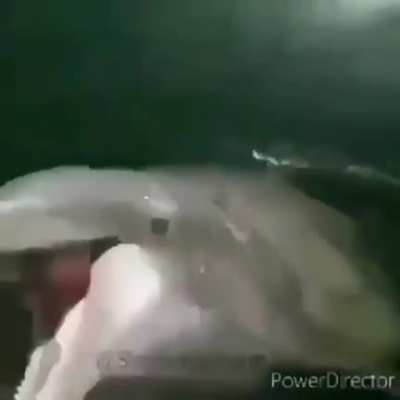 xD