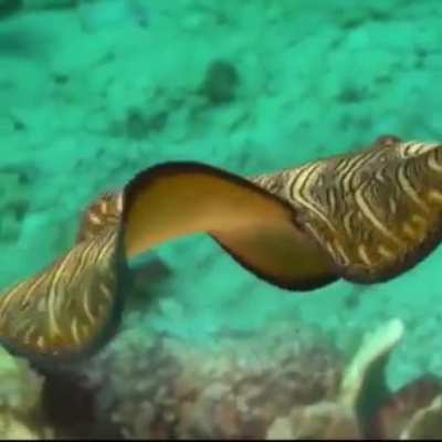 Flat worm friday