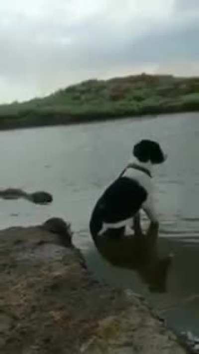 Chupacabra stalks dog in Mexico