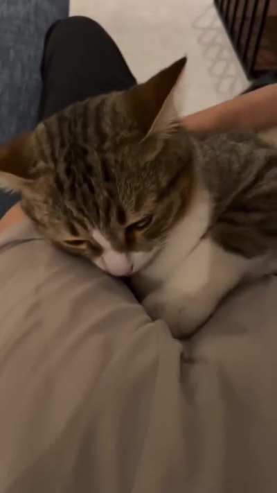 cats are just babies