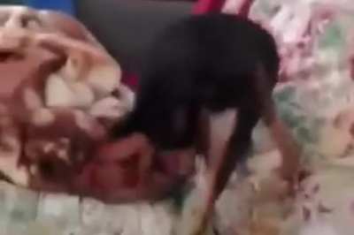 jelibonselaminin k&ouml;peğini buldum