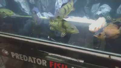 My betta fish duel against this giant ass fish