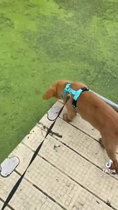 What the dog doin?
