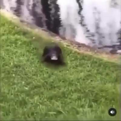 &Eacute; ele