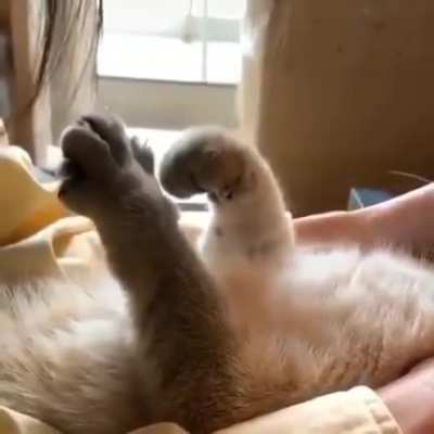 air biscuits