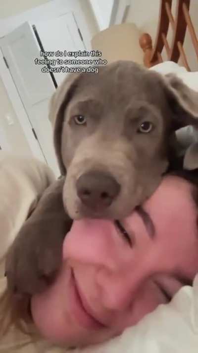 Dogs don&rsquo;t ask, they just stay.