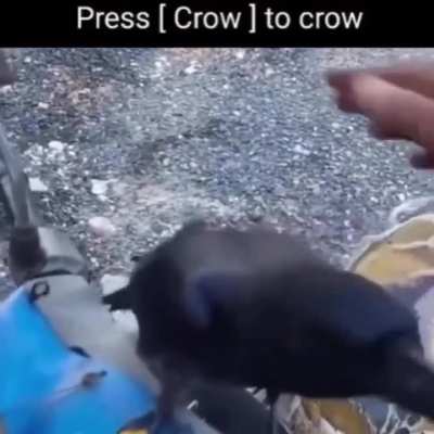 Crow