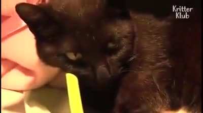 Cat who lost her kittens is given an abandoned kitten