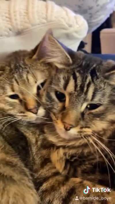 My snuggly floofs