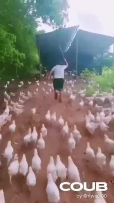 Duck Whisperer, Controller of Ducks, Leader of the Duck Army
