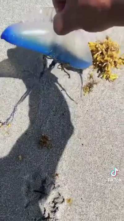 Person picks a Portuguese man o war. One of the most dangerous jellyfish.