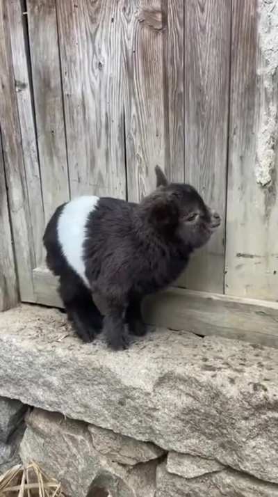 Let me introduce you to OREO