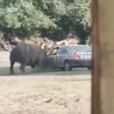 HMFT after my zebra camouflage car doesn&rsquo;t work