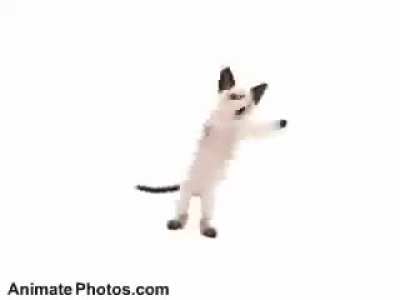 What the cat doin
