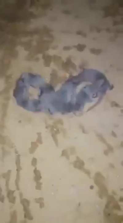 ritual.mp4
