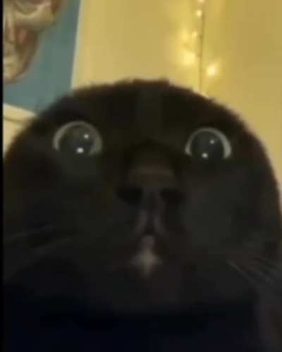 Xd