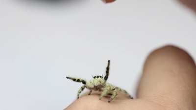 This friendly girl being poked.