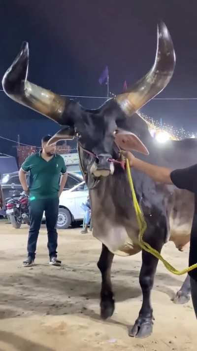 "Peguei mestre no Free Fire"
