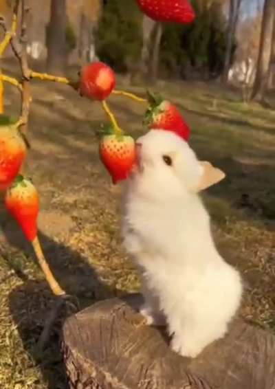 The definition of cuteness